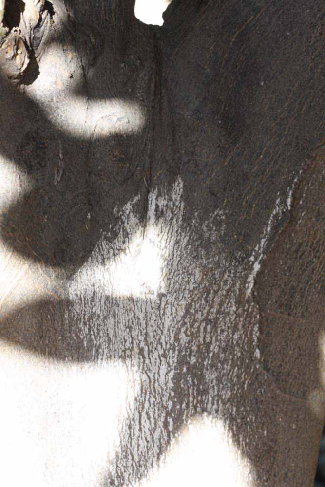              Bark (Riverside, CA)       